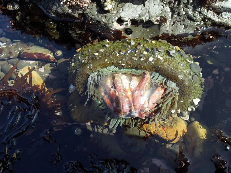 A sea anemone eating a crab at a tide pool in Half Moon Bay