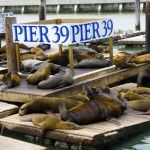 San Francisco Sightseeing at Pier 39