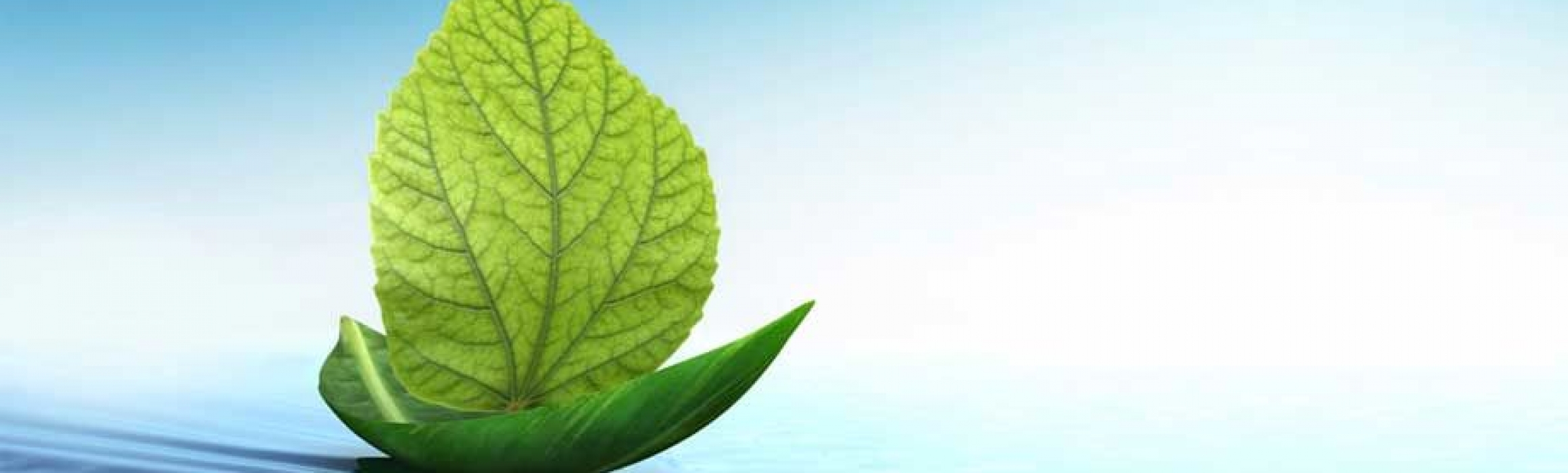 Using Nature to Adjust to Life in a New Environment | TALK English