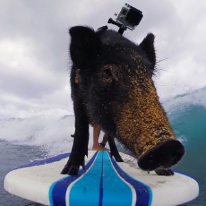 Kama the Surfing Pig